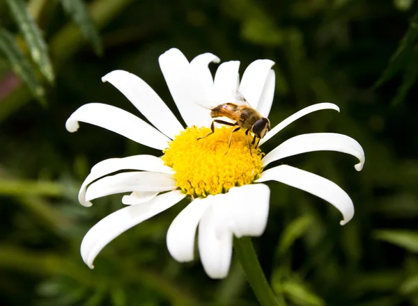 A abelha em uma camomila coleta mel — Fotografia de Stock