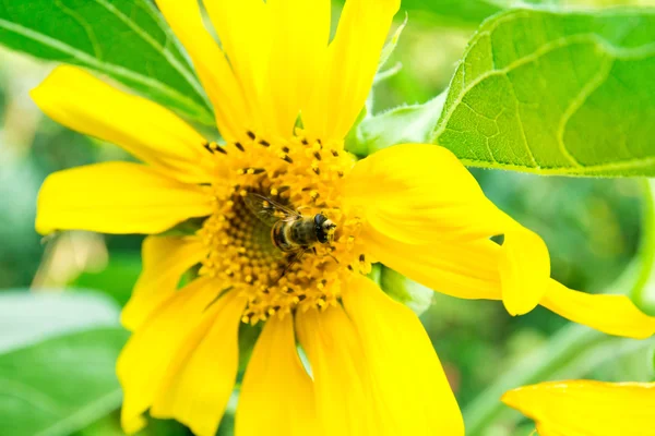 A abelha em um girassol reúne o mel — Fotografia de Stock