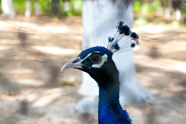 Pfauenporträt — Stockfoto