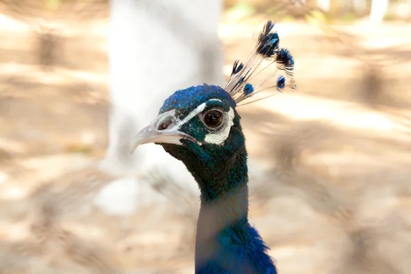 Peacock portret — Stockfoto