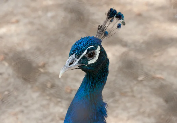 Peacock portret — Stockfoto