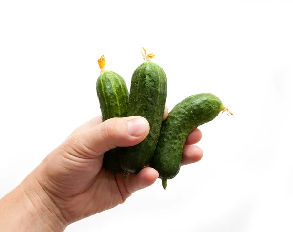 Komkommer in een hand op een witte achtergrond — Stockfoto