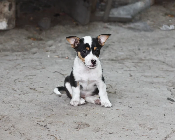 Filhote de cachorro sentado em concreto — Fotografia de Stock