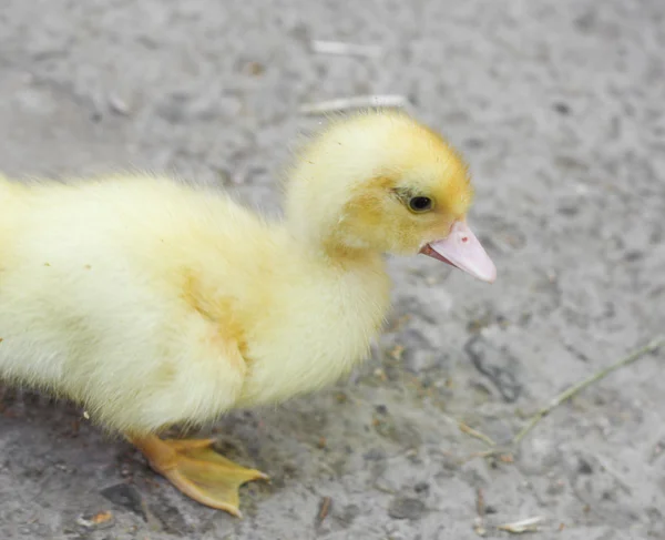 Yellow duckling on the cement — Stock Photo, Image