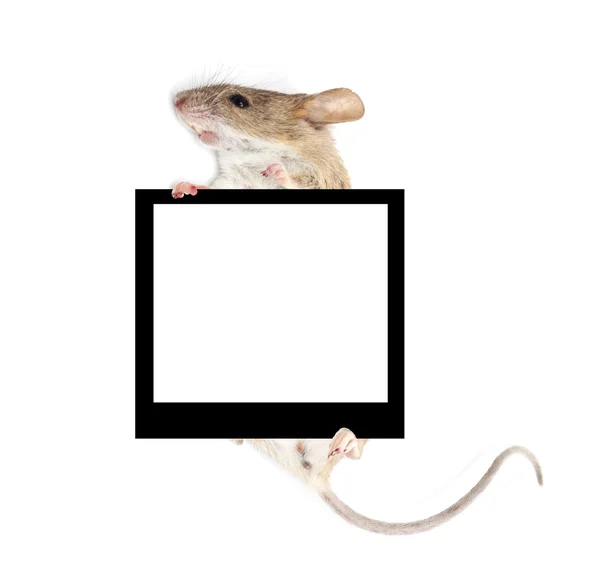 Mouse in the paws of a frame holding a white background — Stock Photo, Image