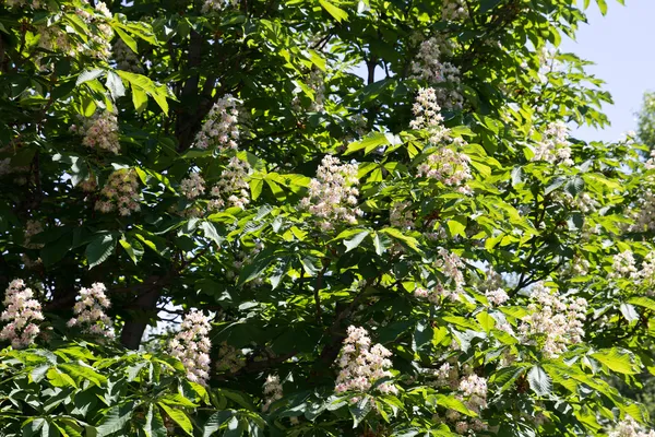 Blooming chestnuts — Stock Photo, Image