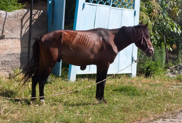 Ató su caballo — Foto de Stock