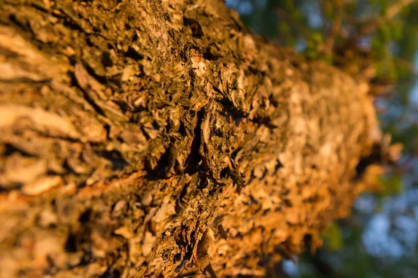 Écorce d'arbre dans les rayons du soleil du soir — Photo