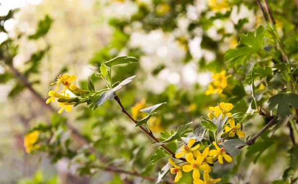 Vackra gula småblommorna natur — Stockfoto