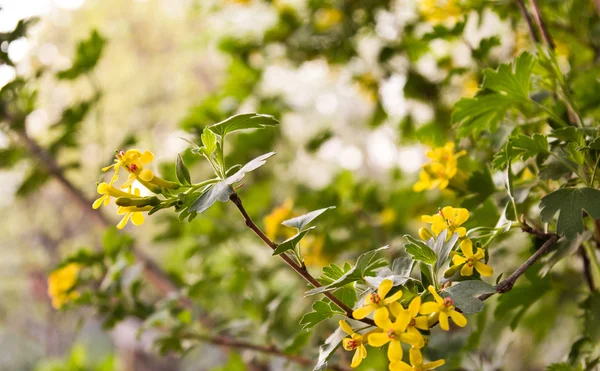 Belas florzinhas amarelas na natureza — Fotografia de Stock