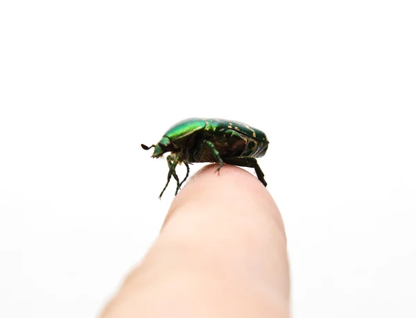 O verde pode-inseto em um dedo da pessoa — Fotografia de Stock