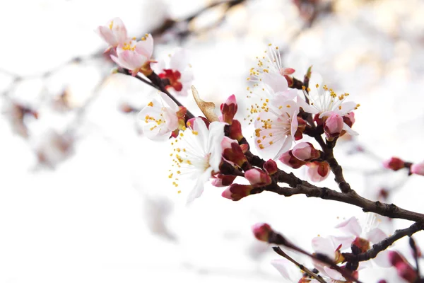 白い背景に開花ツリー — ストック写真