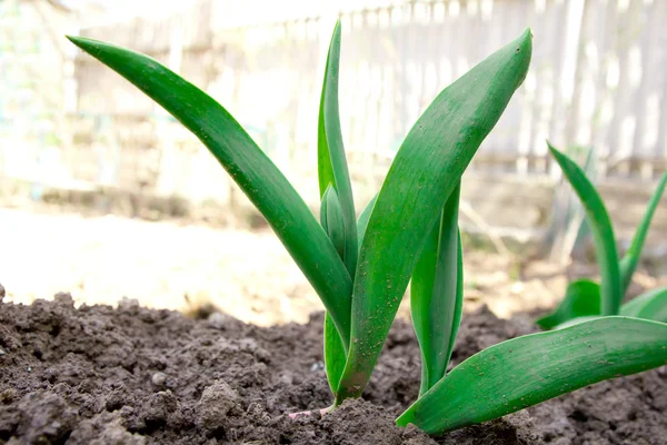 Jeunes feuilles de tulipes sur la terre — Photo