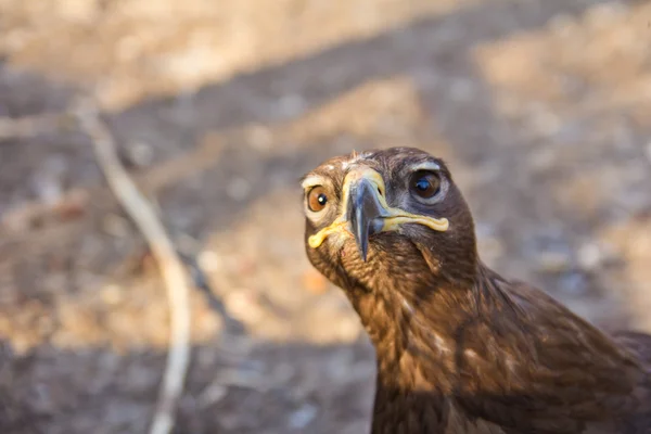 Portrait of an eagle — Stock Photo, Image