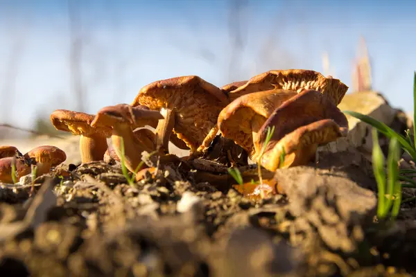 Yellow mushrooms on a stump — Stock Photo, Image