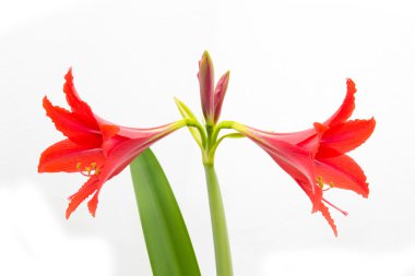 Beyaz arkaplanda kırmızı çiçek