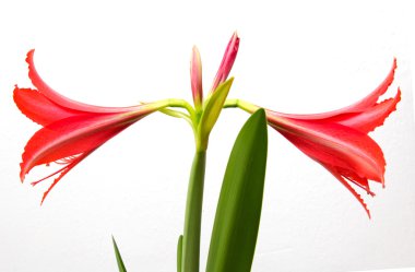 Beyaz arkaplanda kırmızı çiçek