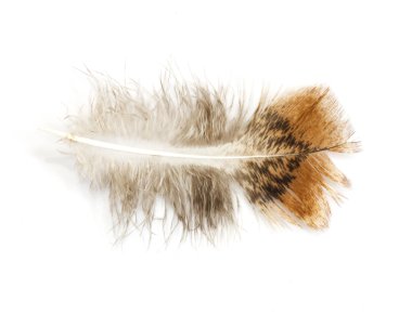 beyaz arkaplanda kalem