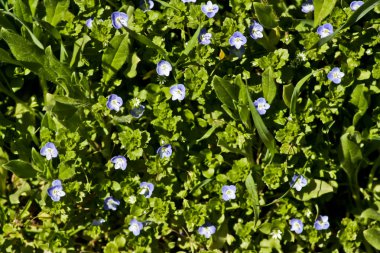 Mavi kır çiçekleri arka plan