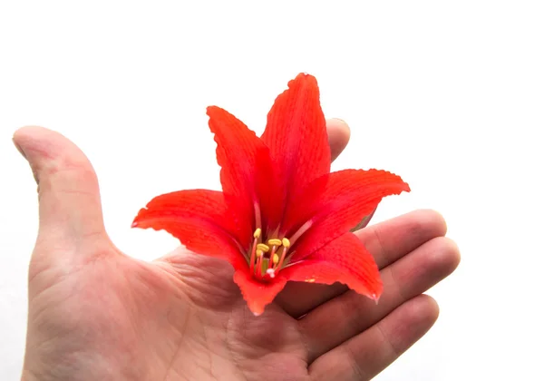 Flor vermelha em uma mão em um fundo branco — Fotografia de Stock
