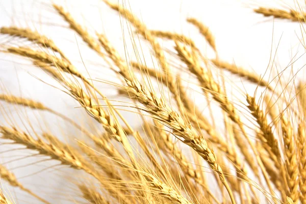 Wheat on a white background — Stock Photo, Image