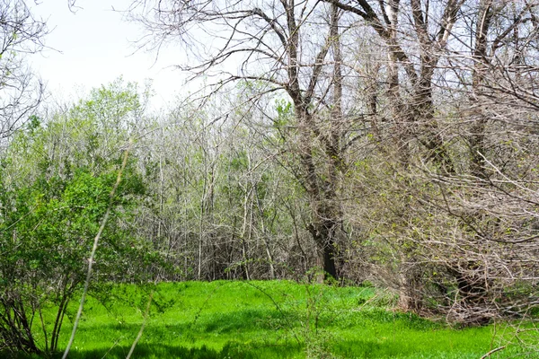 Primavera florestal — Fotografia de Stock