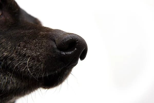 Nos, czarny pies na białym tle — Zdjęcie stockowe