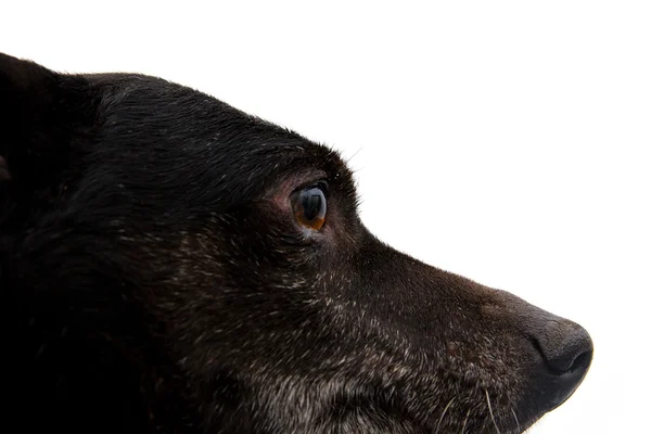 在白色背景上的黑色狗的肖像 — 图库照片