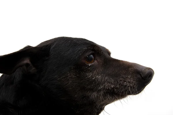 Portrait of a black dog on a white background — Stock Photo, Image