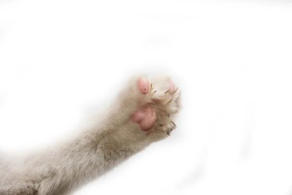 Tlapa kočka na bílém pozadí — Stock fotografie