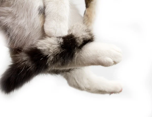 Tlapky kočka na bílém pozadí — Stock fotografie