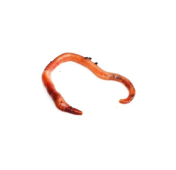 Rode worm — Stockfoto