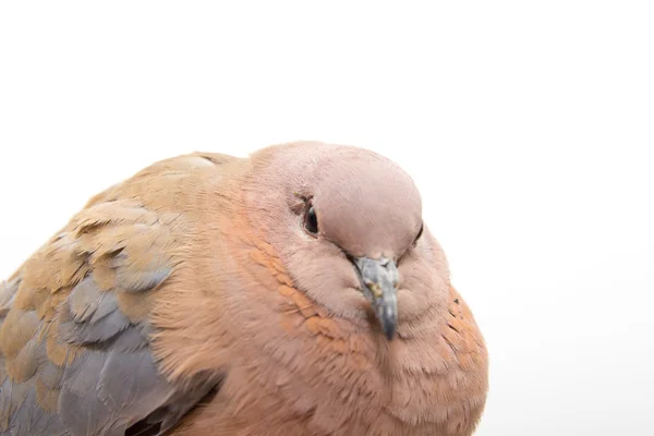 하얀 배경에 있는 비둘기 의사 진 — 스톡 사진