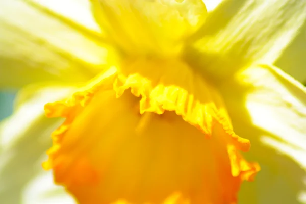 Extreme closeup of daffodil flower. — Stock Photo, Image