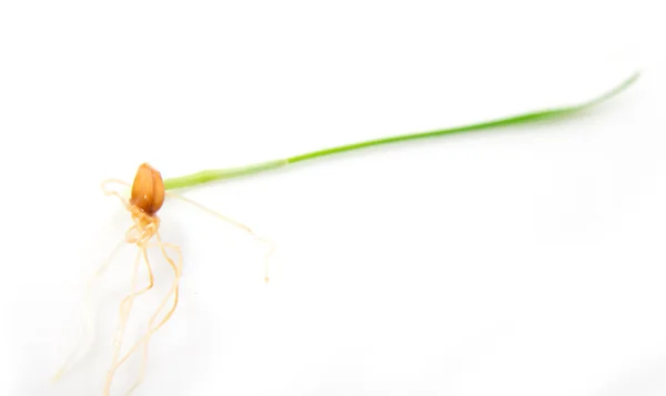 Trigo germinado sobre un fondo blanco —  Fotos de Stock