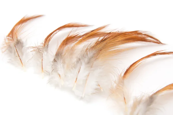 Orange feathers on a white background — Stock Photo, Image