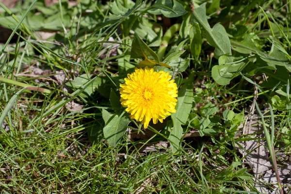 Close up of single yellow dandelion on a dark green grass backgr — Stock Photo, Image