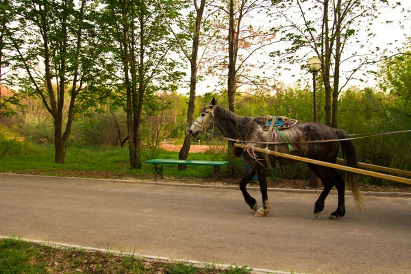 Il cavallo corre sulla strada per parcheggiare — Foto Stock