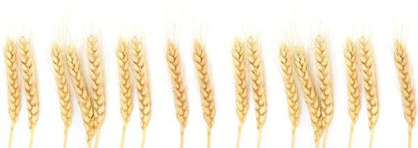 Orecchie di grano isolate su bianco — Foto Stock