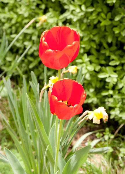 グリーン フィールドに 2 つの赤いチューリップの花 — ストック写真