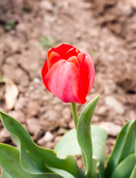 Tulipán.... —  Fotos de Stock
