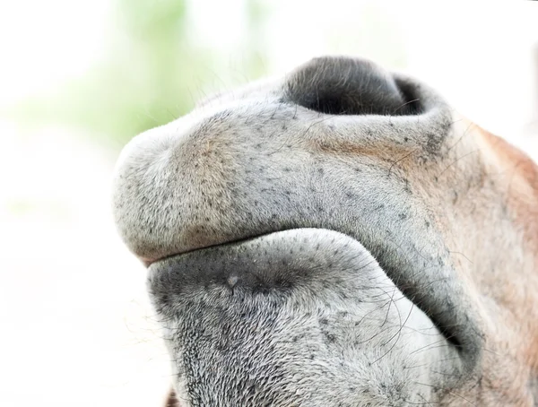 Hintergrund — Stockfoto