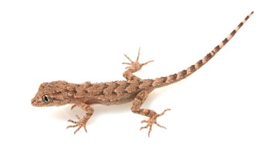 Arkaplan
