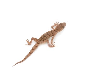 Arkaplan