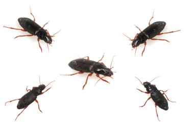 böcek bok böceği üzerinde beyaz izole