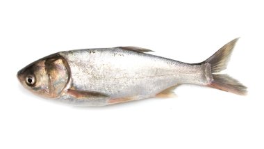 Arkaplan