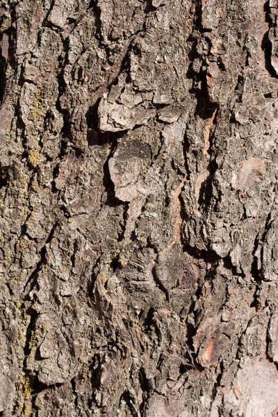 Achtergrond — Stockfoto