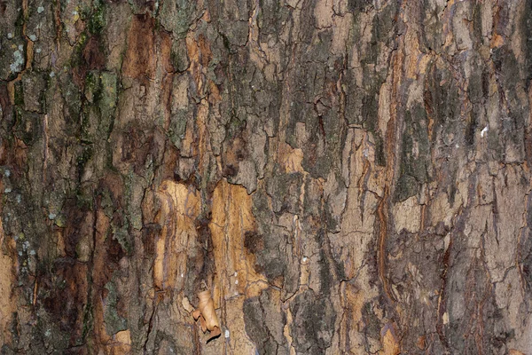 Bakgrund — Stockfoto