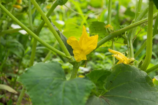 Hintergrund — Stockfoto