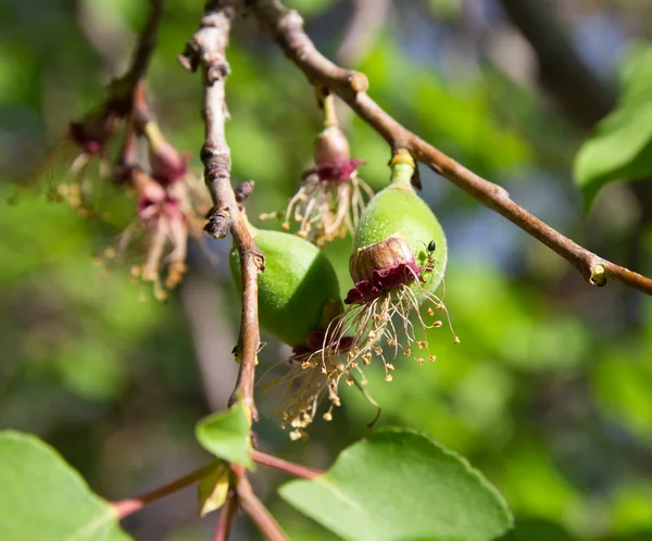 Albaricoques verdes en el árbol —  Fotos de Stock